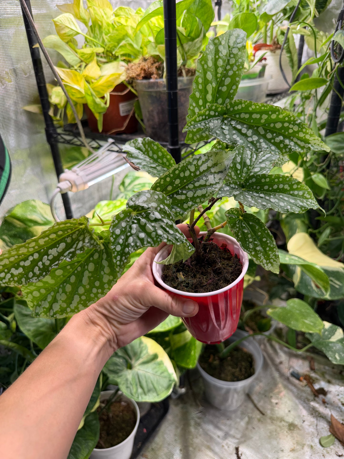 Begonia maculata “My Special Angel”