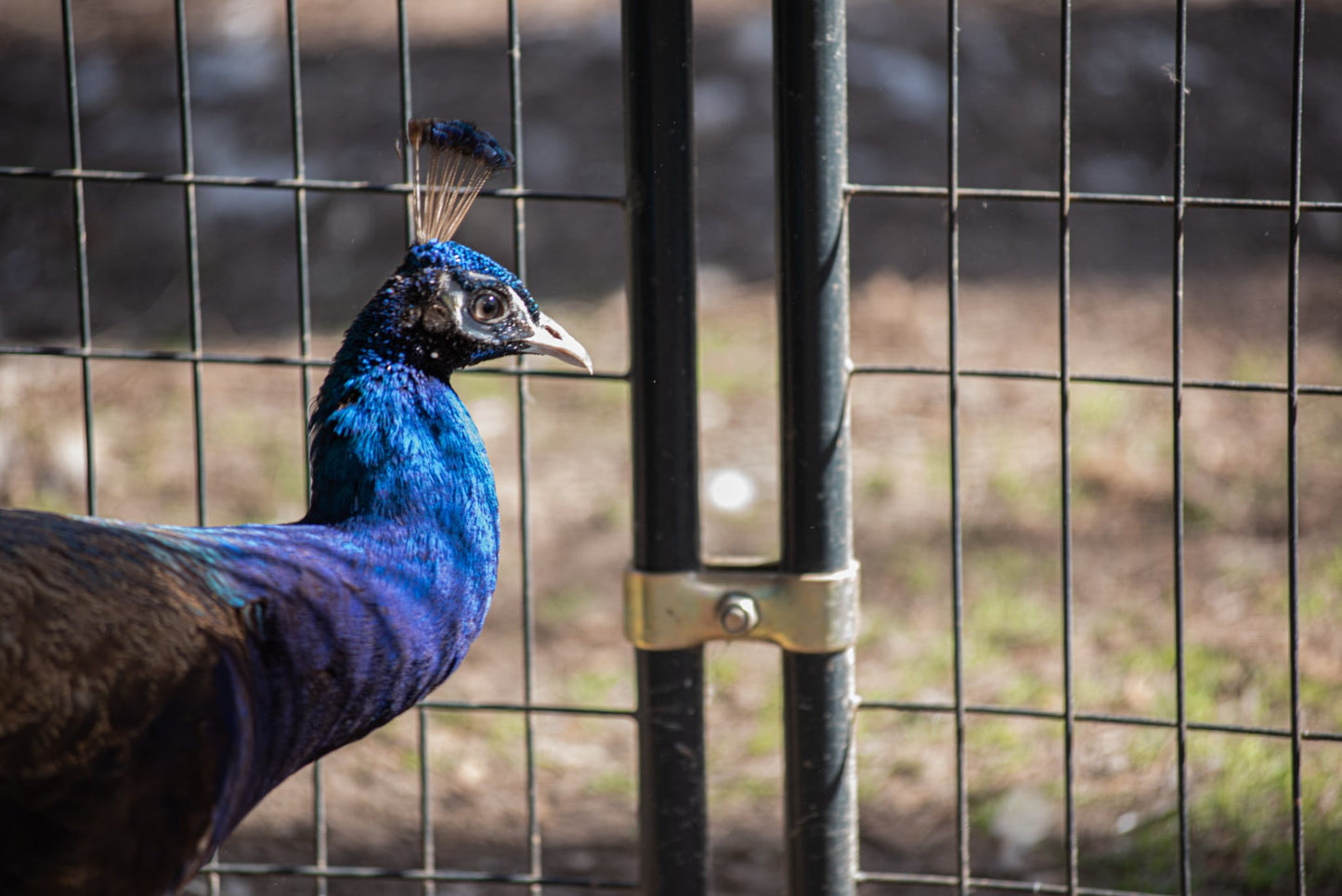 PURPLE Peafowl Hatching Eggs