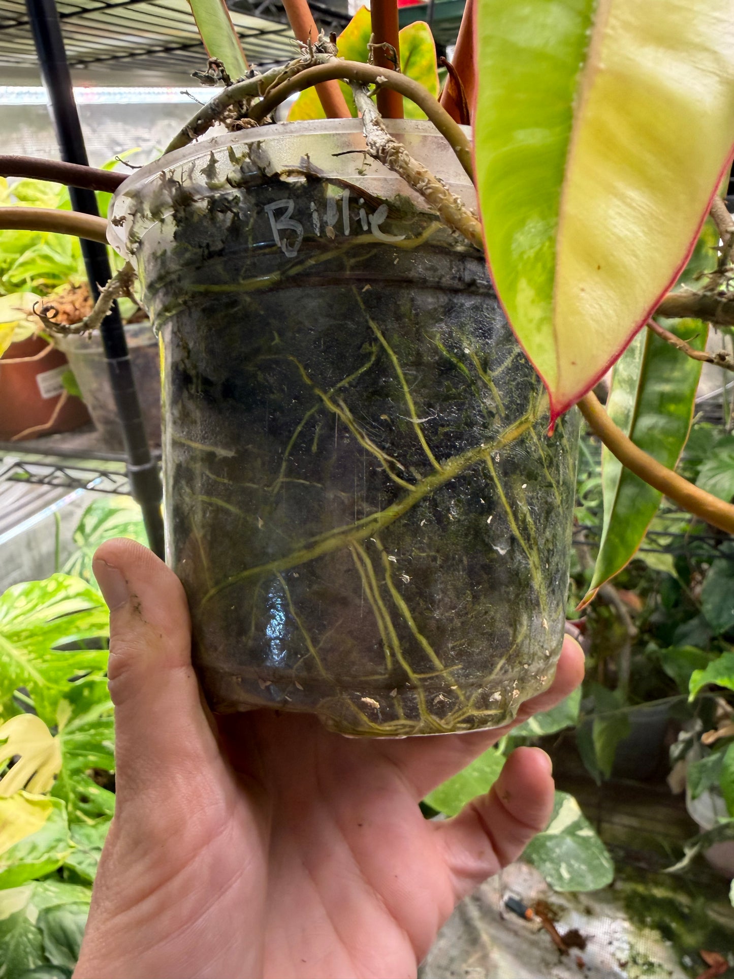 Exact plant* Philodendron Billietiae (Billie) Variegated