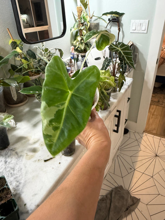 *EXACT PLANT* Variegated Frydek