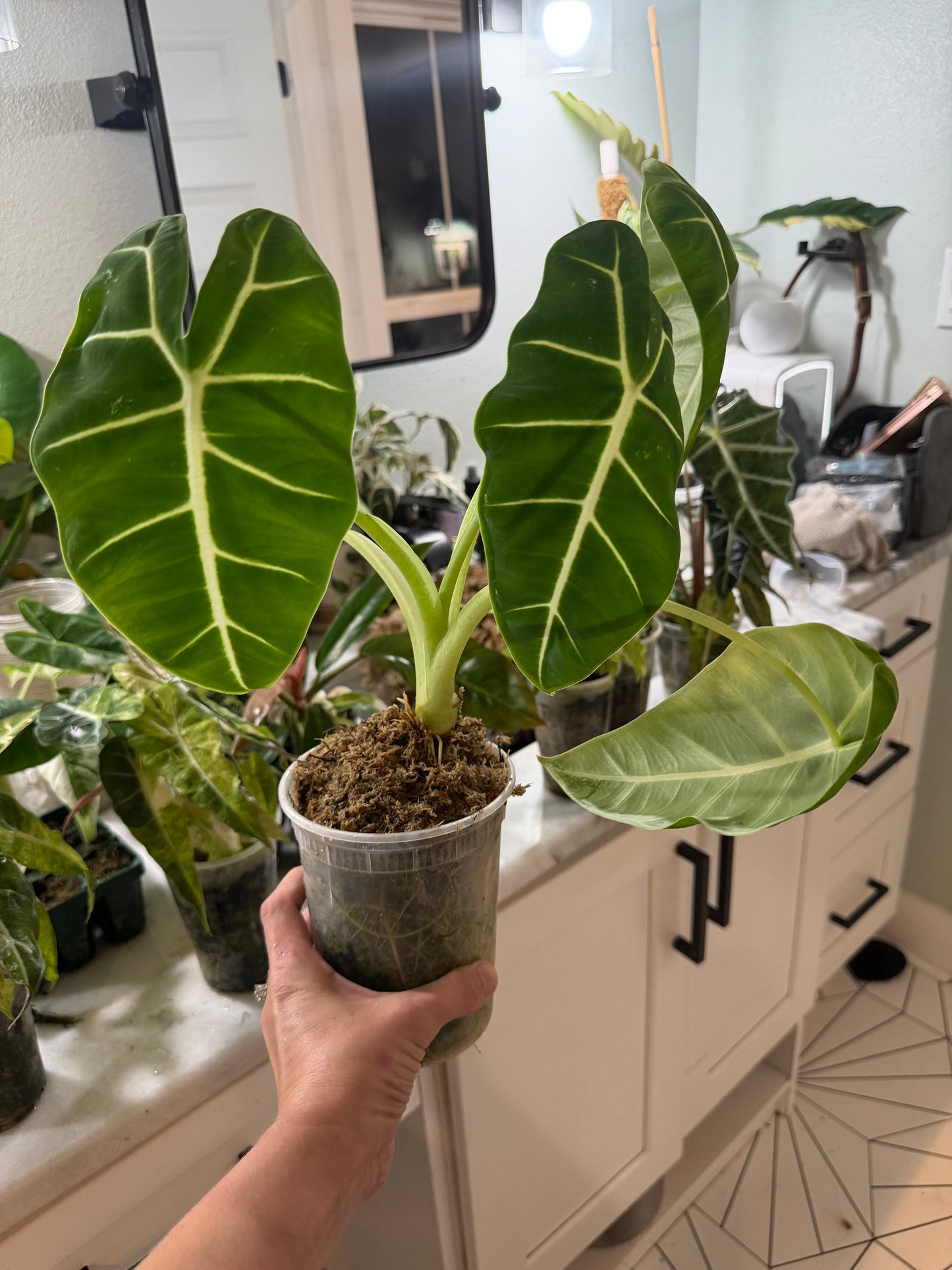 *EXACT PLANT* Frydek Alocasia Corming size