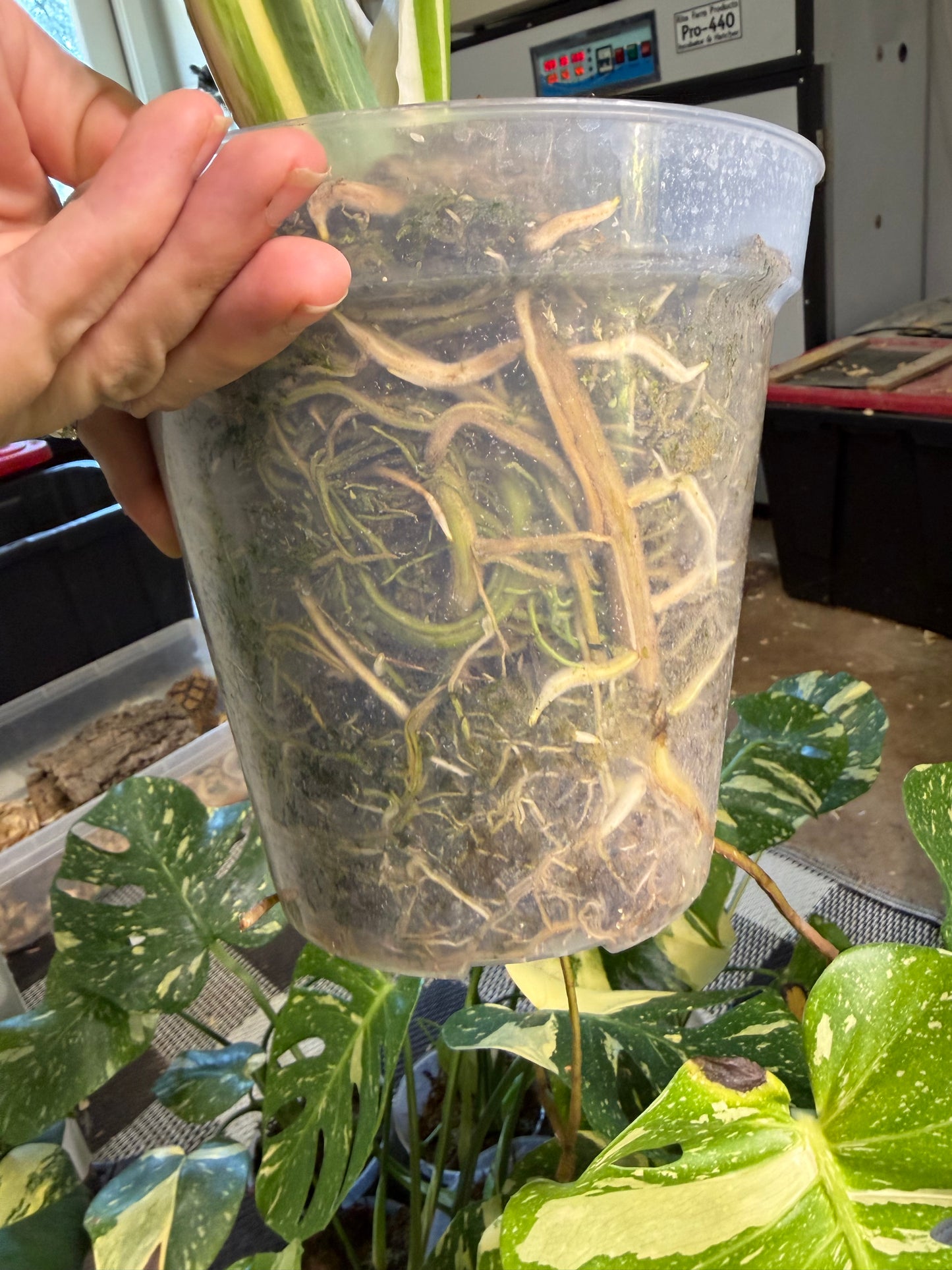 *EXACT PLANT* Monstera deliciosa "Thai Constellation”