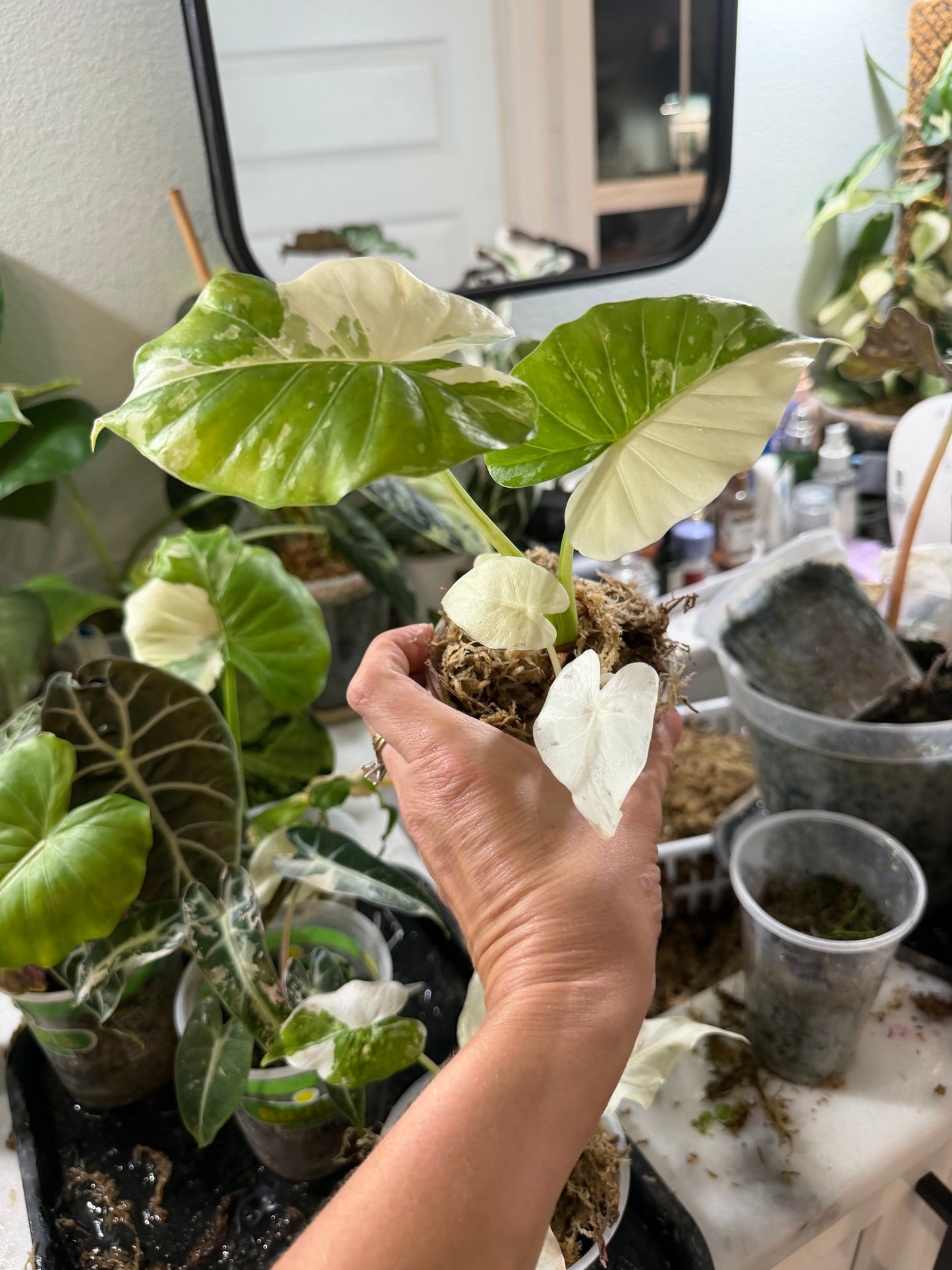 Alocasia Odora albo variegated Stunning *EXACT PLANT*