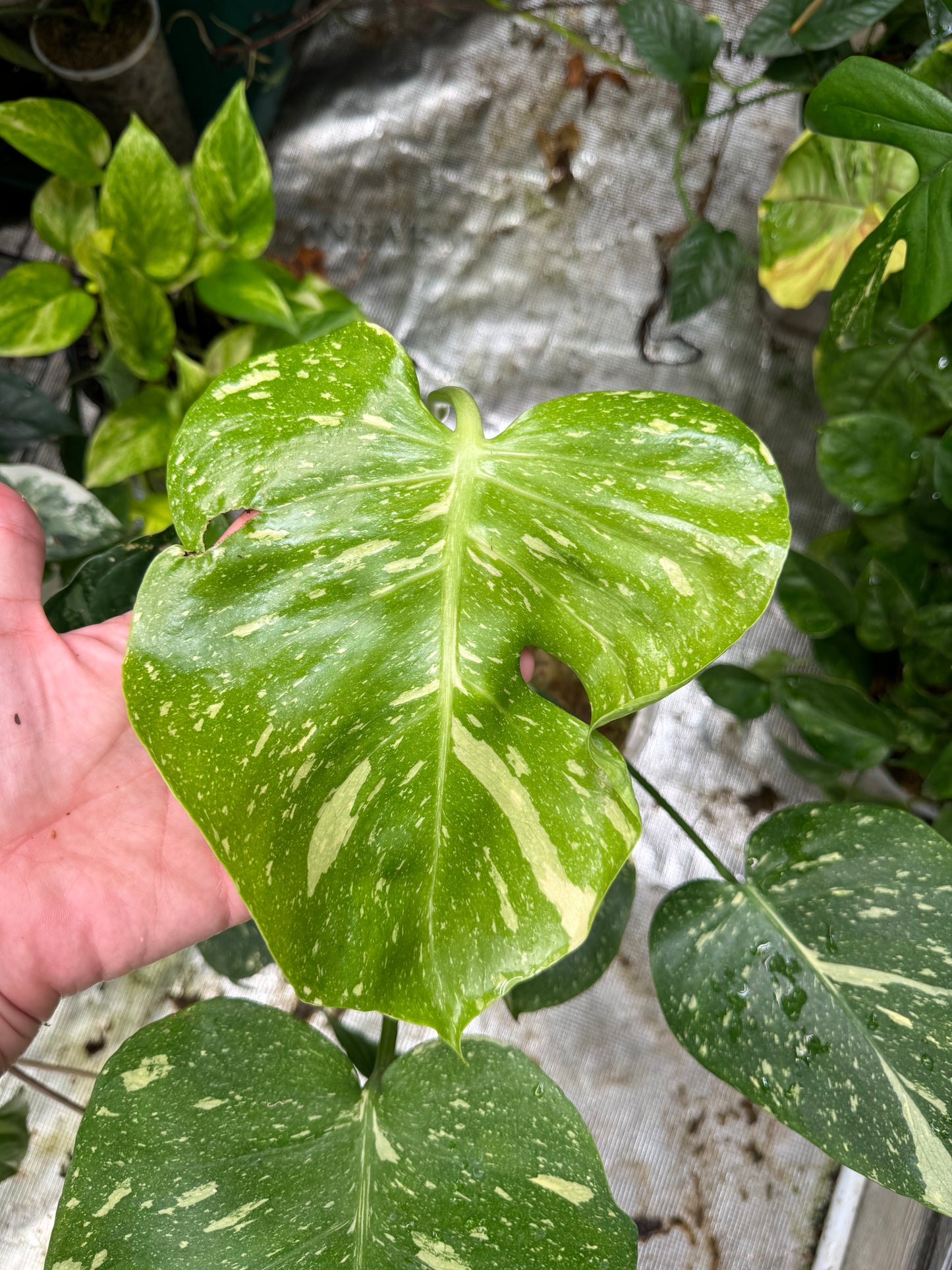 *EXACT PLANT* Monstera deliciosa "Thai Constellation”