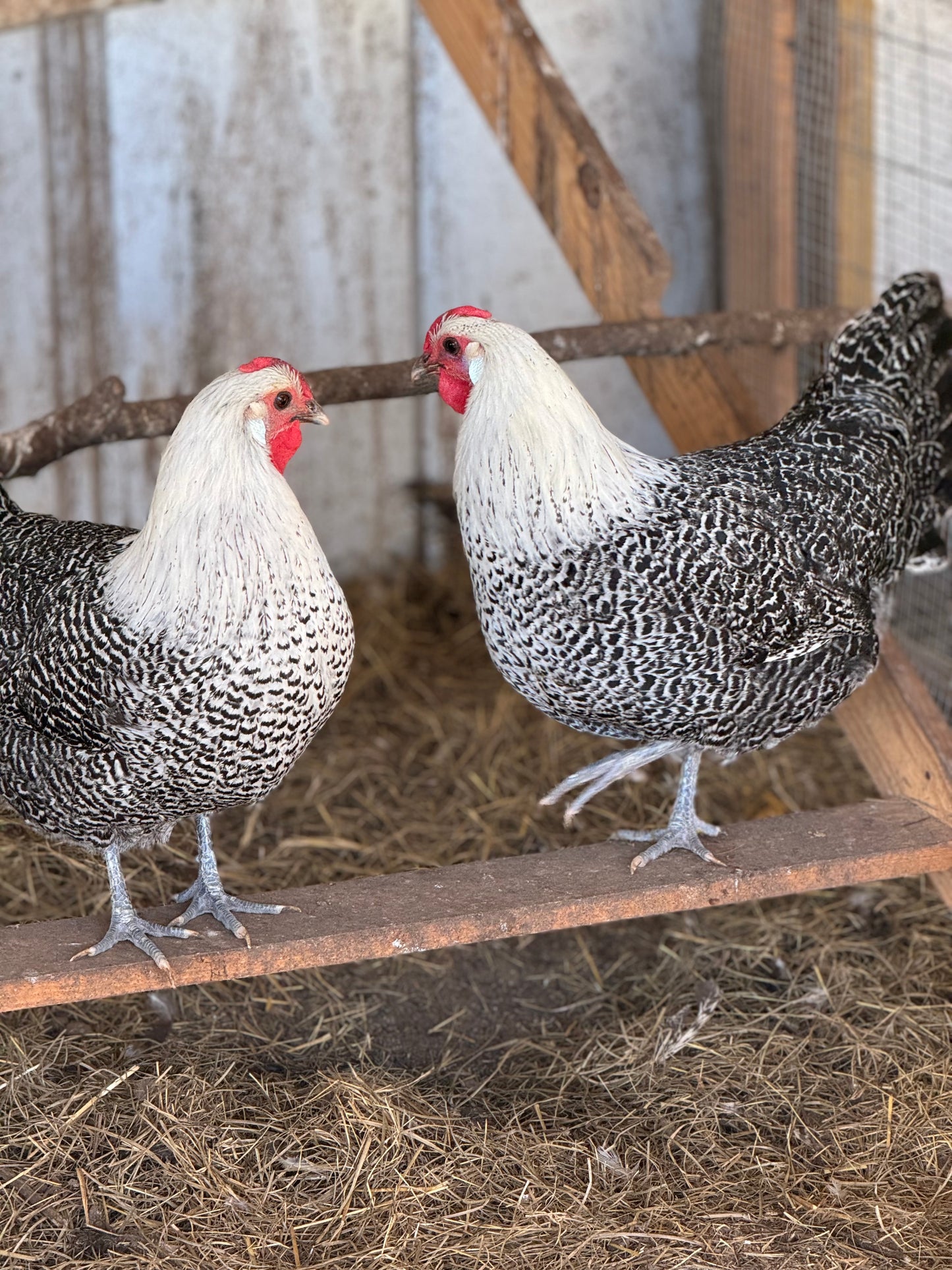 Silver Deathlayer Hatching Eggs