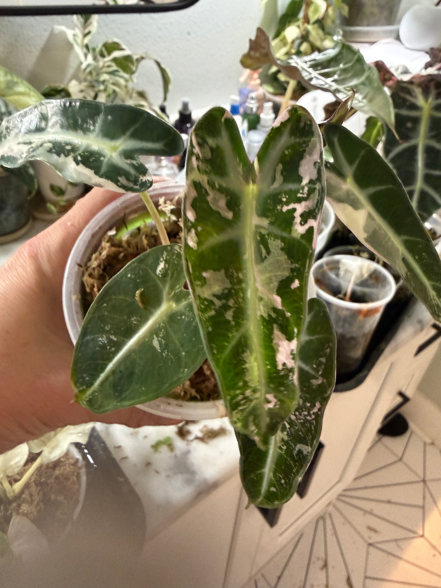 *EXACT PLANT* Variegated Pink Bambino Alocasia Corming size