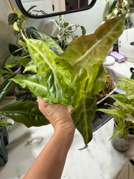 *EXACT PLANT* Amazonica “Polly” Aurea Variegated Alocasia Corming size