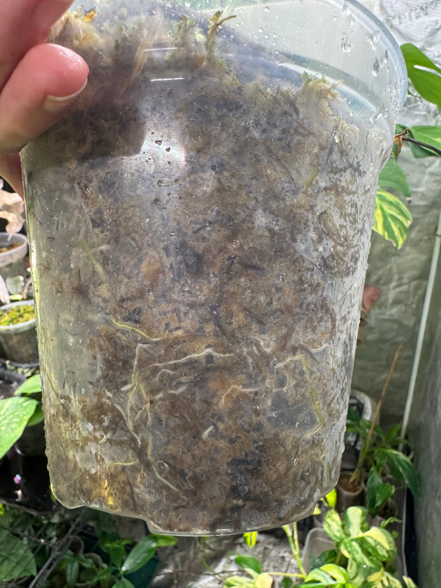 *EXACT PLANT* Monstera deliciosa "Thai Constellation”