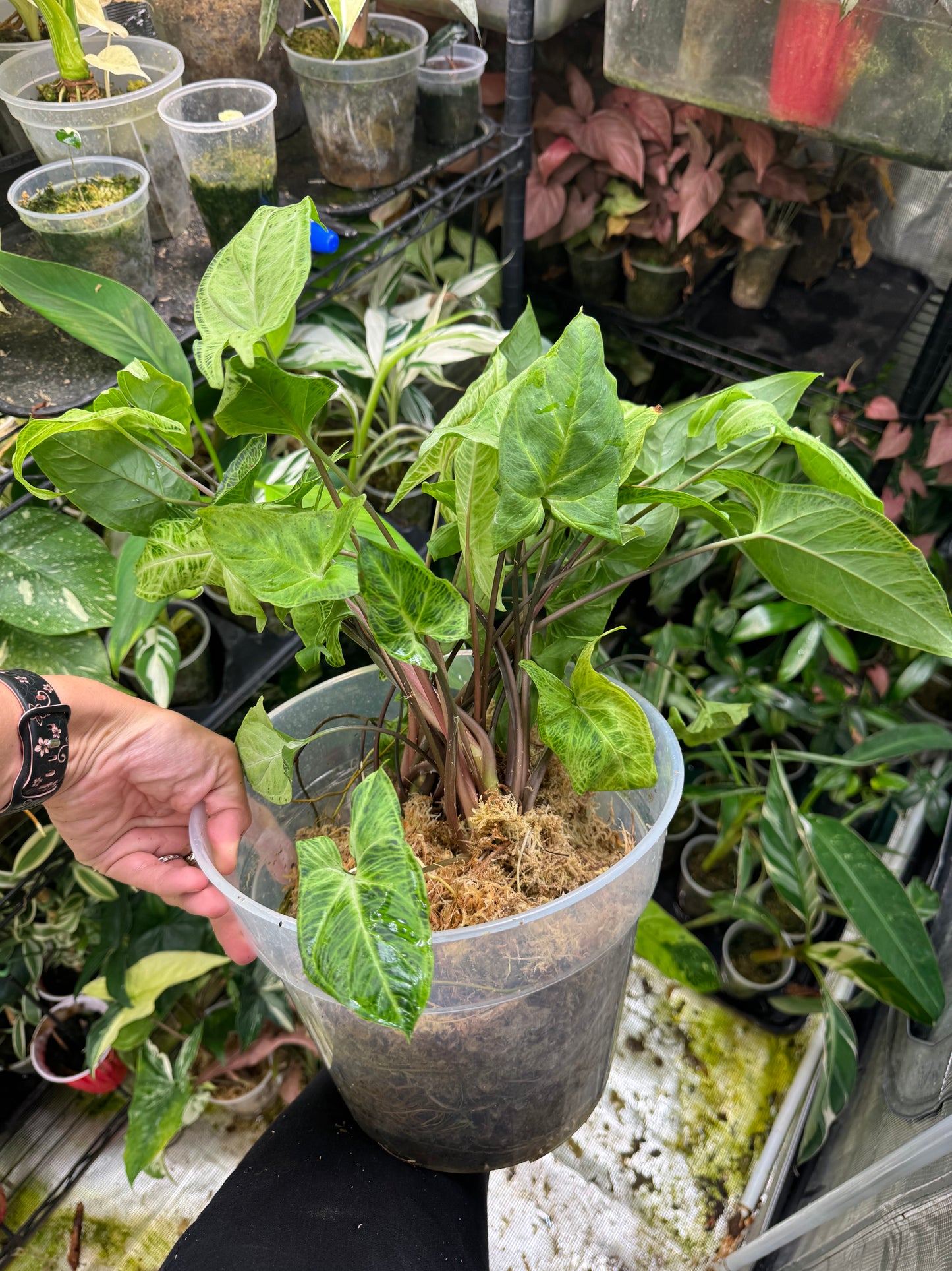 *Exact Plant* Syngonium Batik