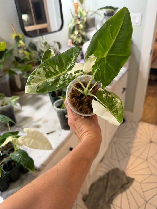 *EXACT PLANT* Variegated Frydek