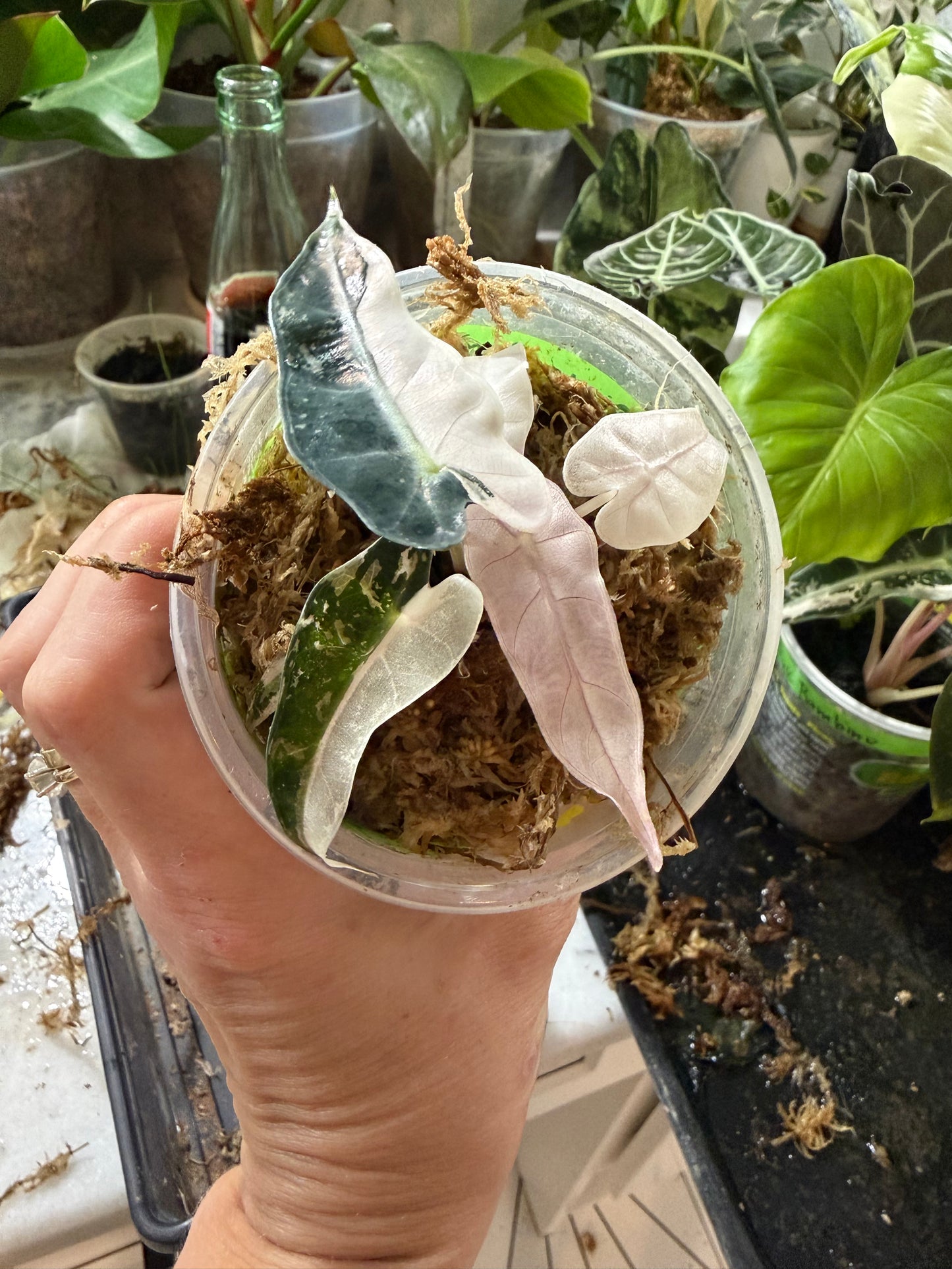 *EXACT PLANT* Variegated Pink Bambino Alocasia Corming size