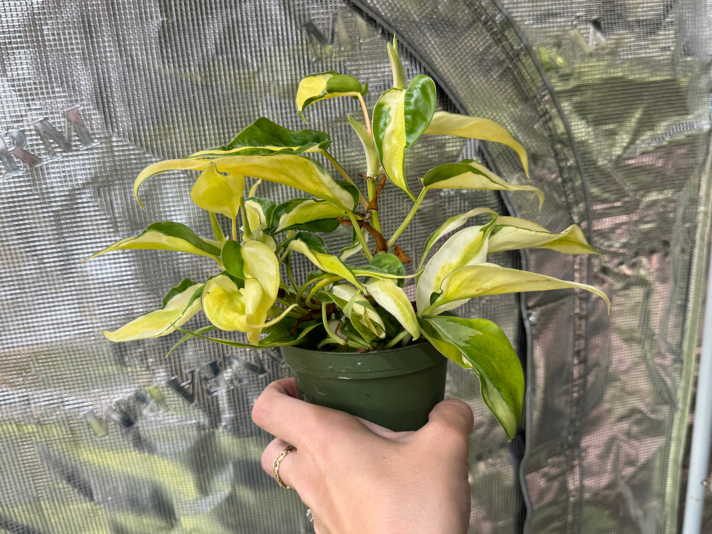 *EXACT PLANT* Variegated Philodendron “Gabby”