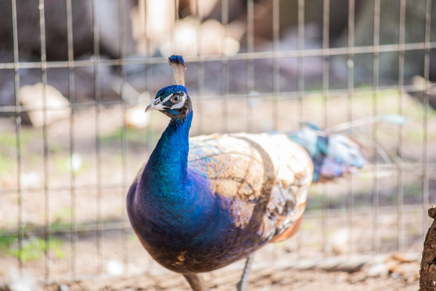 PURPLE Peafowl Hatching Eggs