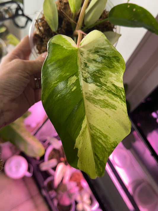 Philodendron Snowdrift Variegated