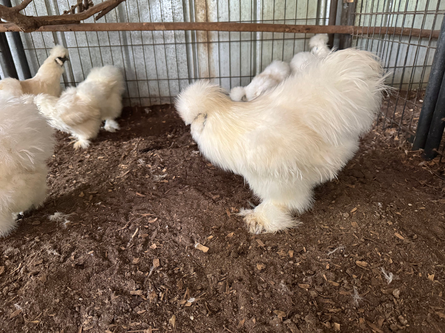 Silkie Hatching Eggs ALL White, frizzle possible NPIP & AI