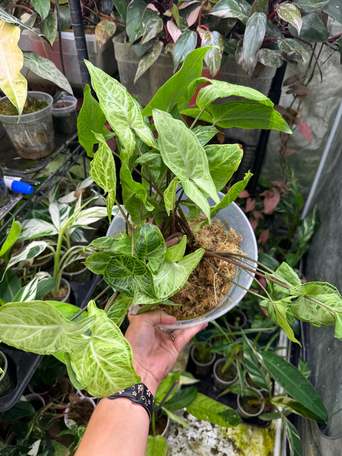 *Exact Plant* Syngonium Batik