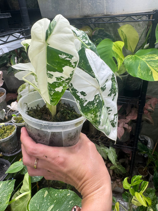 *EXACT PLANT* Variegated Frydek Alocasia Corming size