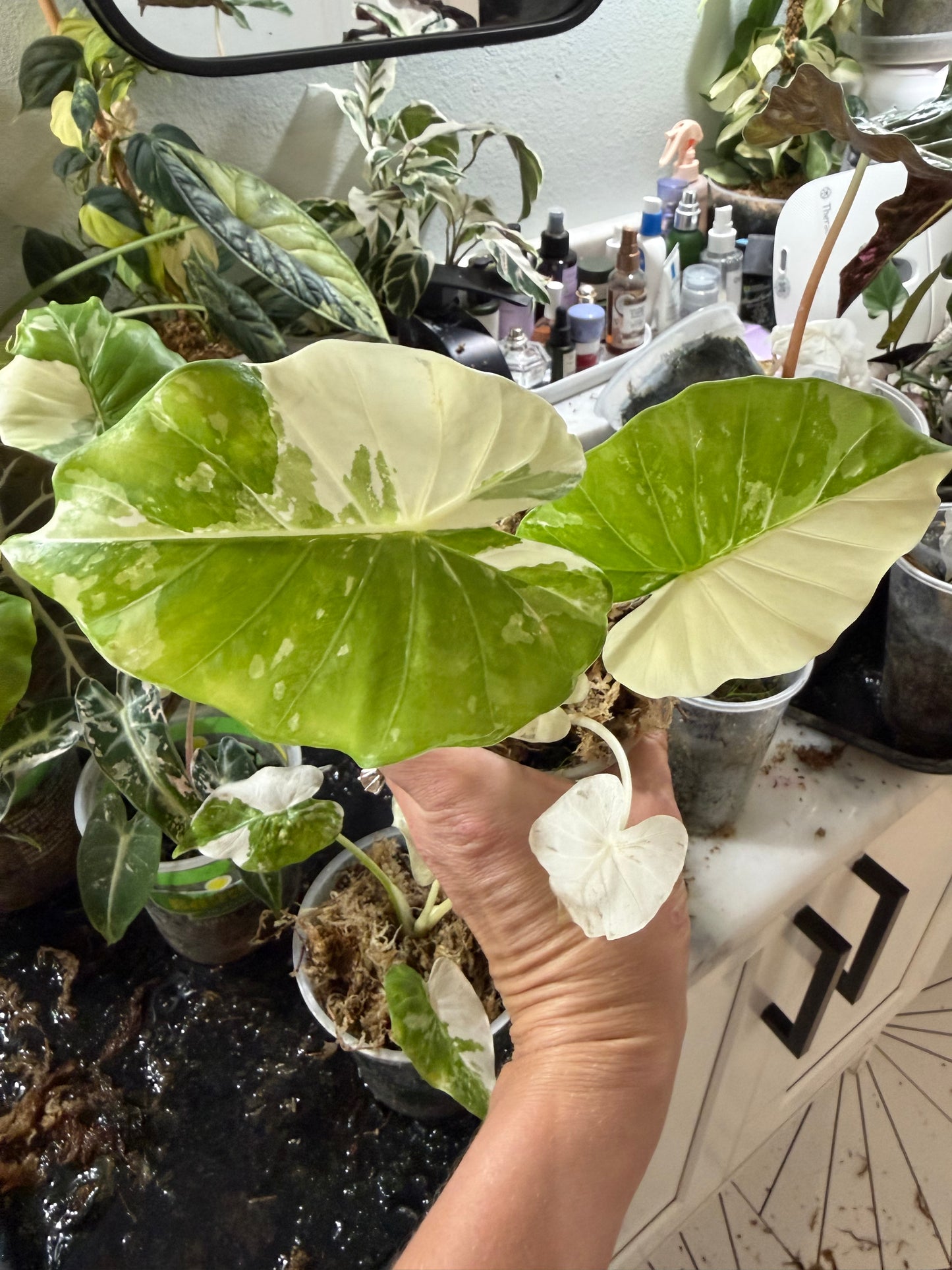 Alocasia Odora albo variegated Stunning *EXACT PLANT*