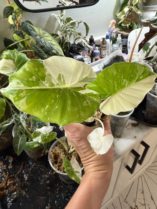 Alocasia Odora albo variegated Stunning *EXACT PLANT*