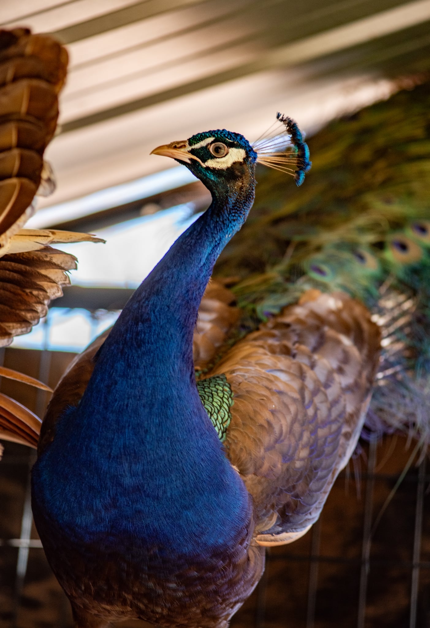 PURPLE Peafowl Hatching Eggs