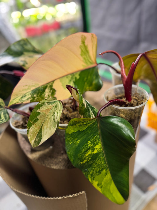 *Choose a plant* Strawberry Shake Philodendron