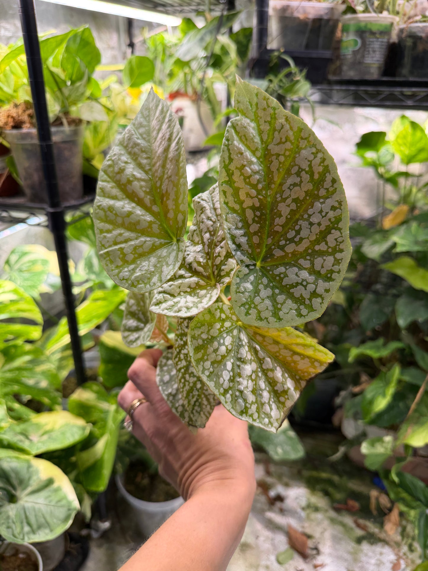 Pink Angel wing Begonia maculata