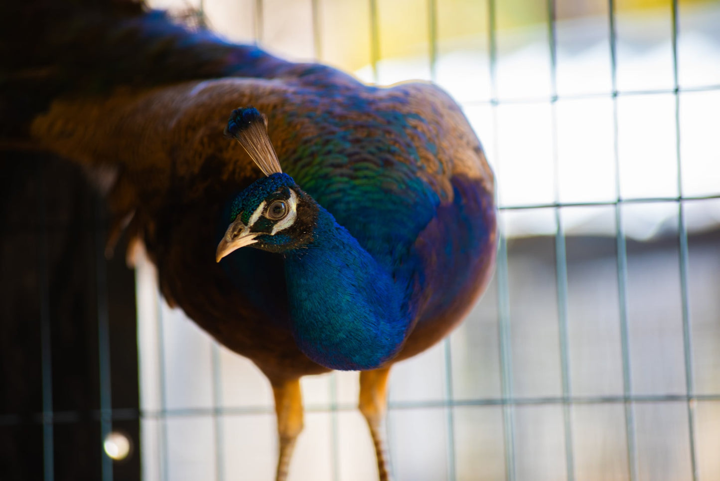 PURPLE Peafowl Hatching Eggs