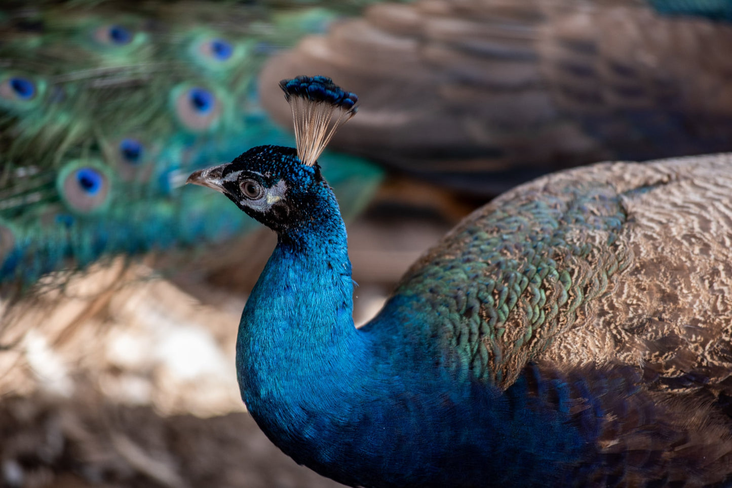 PURPLE Peafowl Hatching Eggs