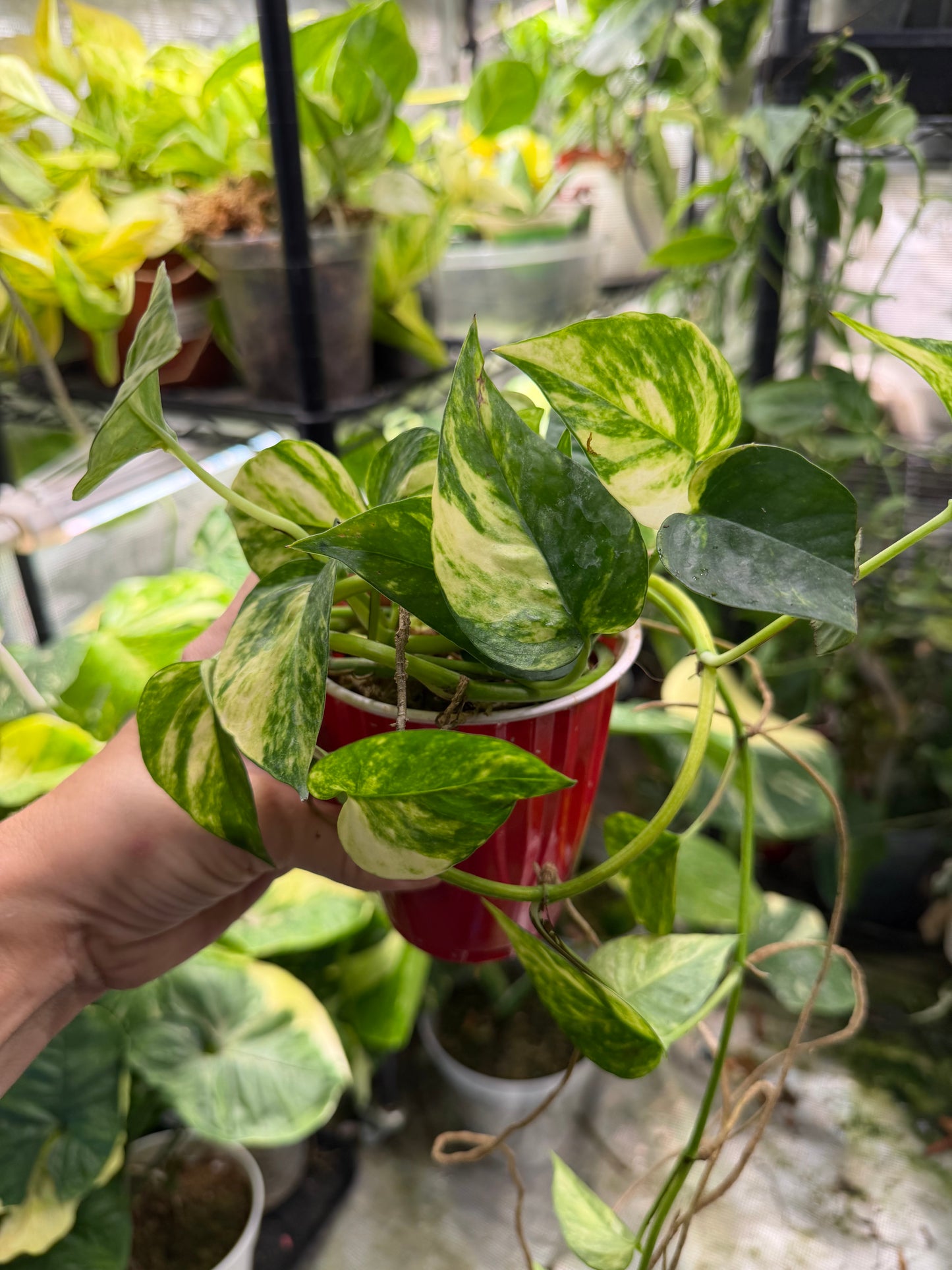 Epipremnum pinnatum Albo Variegata ‘Cebu Blue’