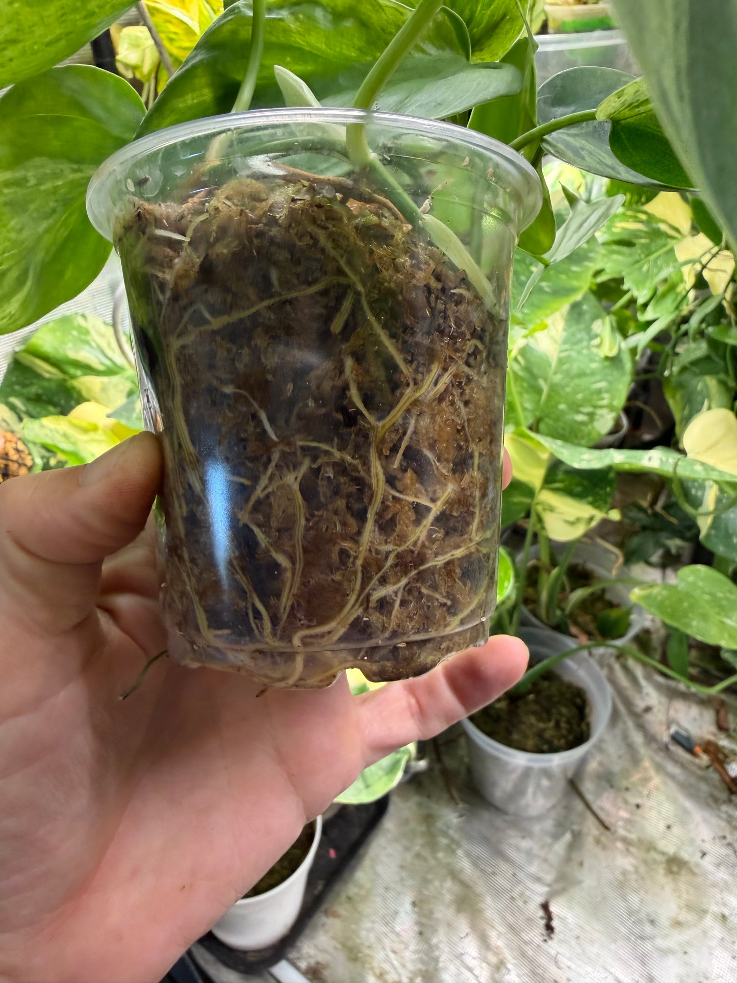 Philodendron hederaceum (Heartleaf Philodendron) – Fully Rooted Live Plant