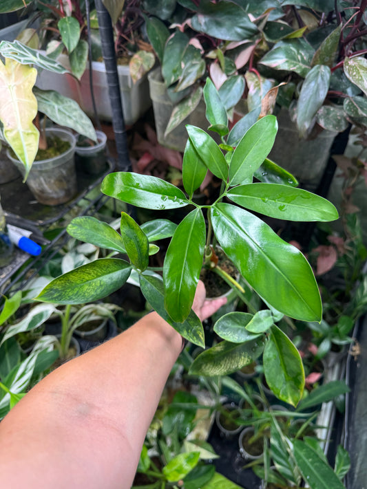 Philodendron Goeldii Mint (now known as Thaumatophyllum spruceanum ‘Mint’)