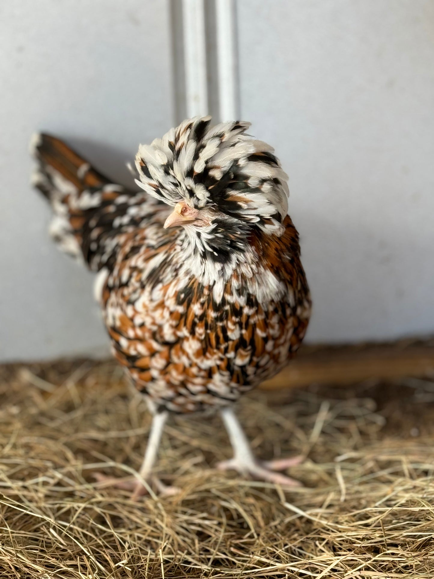 Tolbunt Polish Hatching Eggs