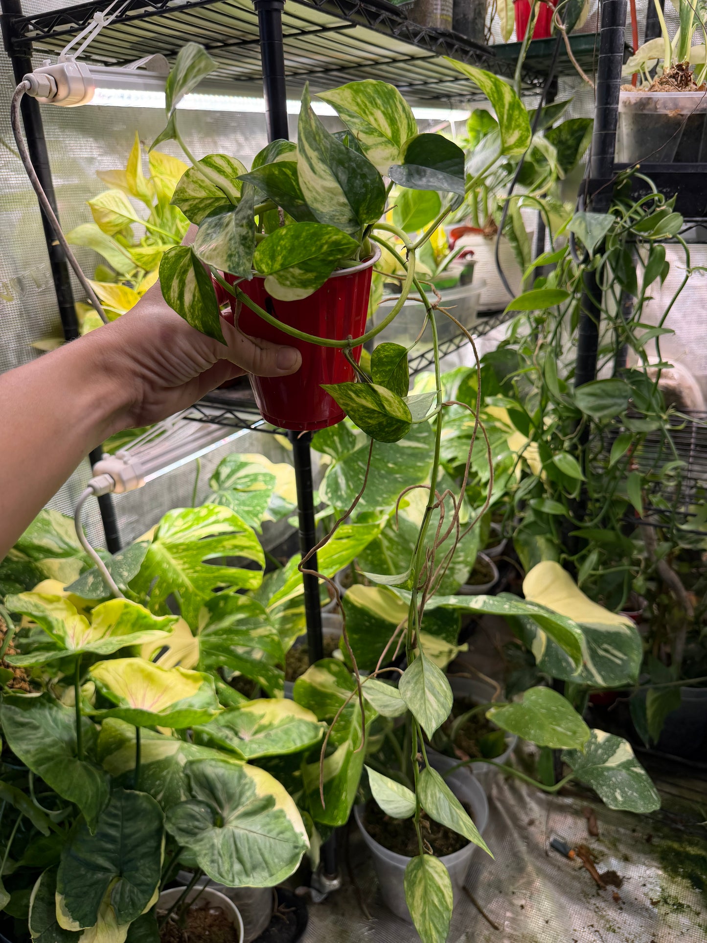 Epipremnum pinnatum Albo Variegata ‘Cebu Blue’