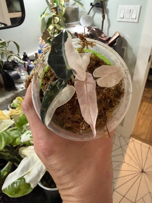 *EXACT PLANT* Variegated Pink Bambino Alocasia Corming size