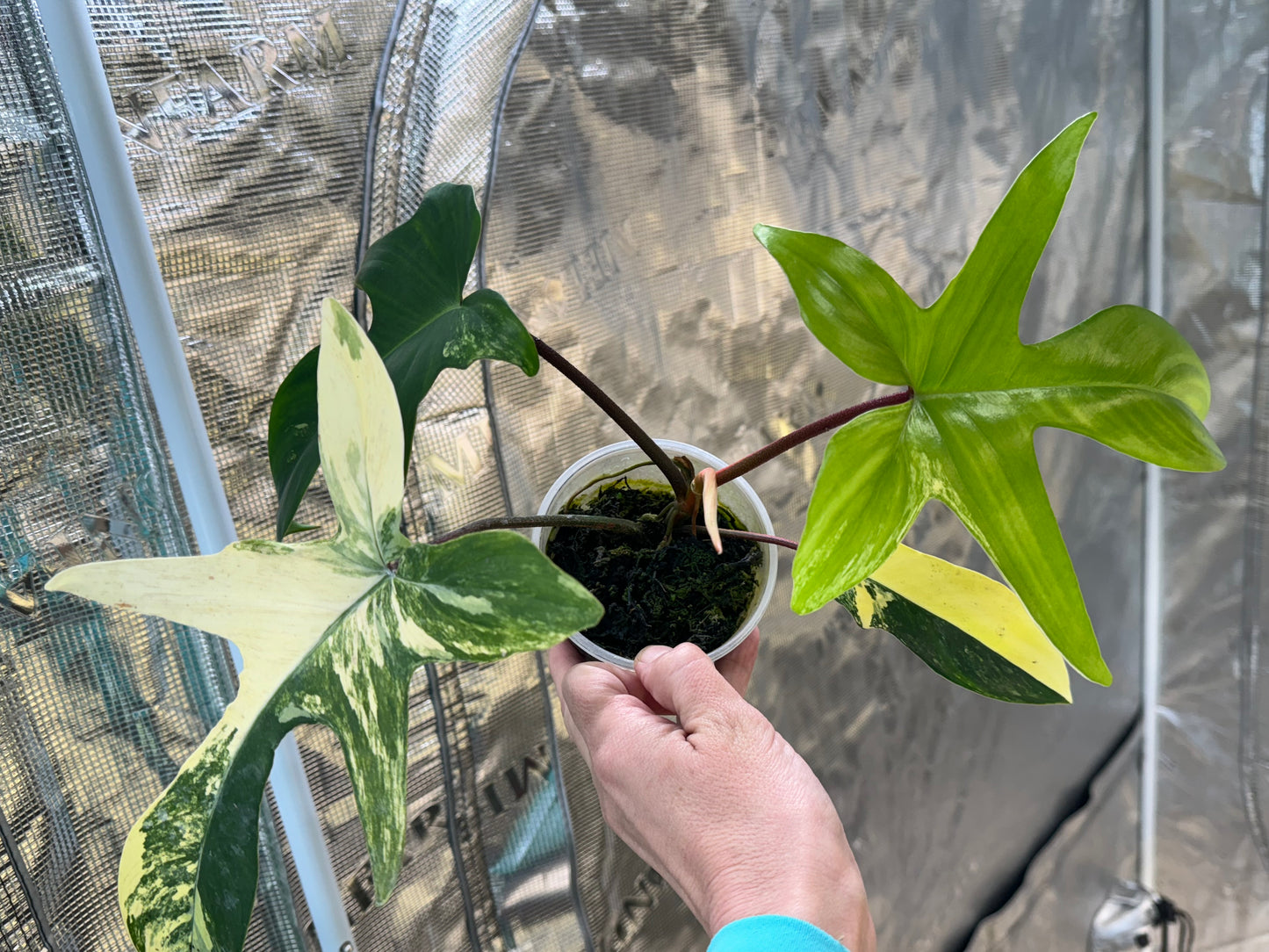 Variegated Florida Beauty Philodendron