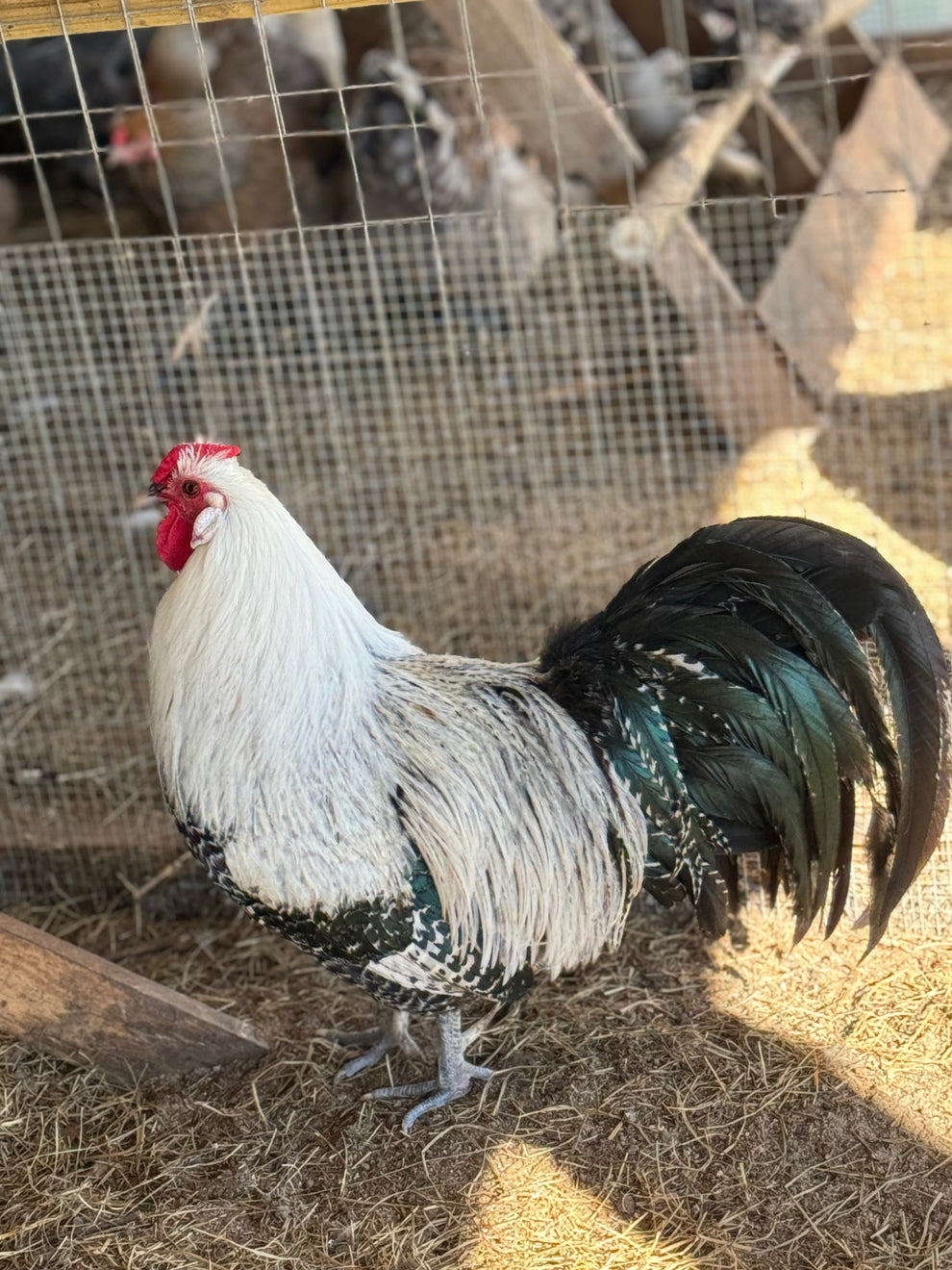Deathlayer Breeding Chart Silver Deathlayer Hatching Eggs – Akers Farm