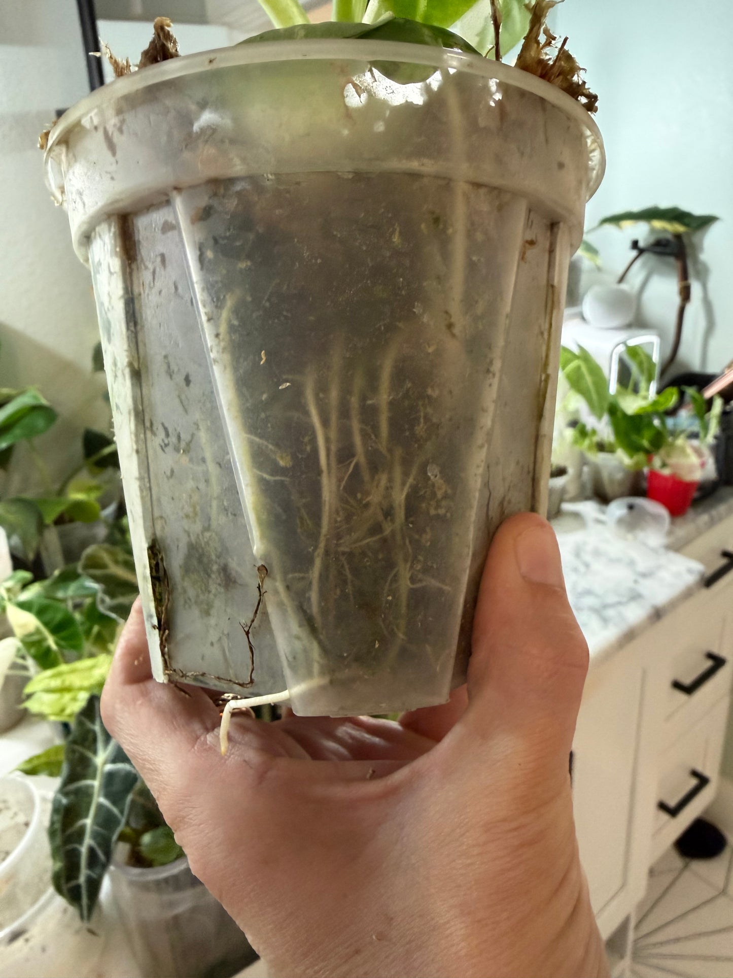 *EXACT PLANT* Variegated Frydek Alocasia Corming size