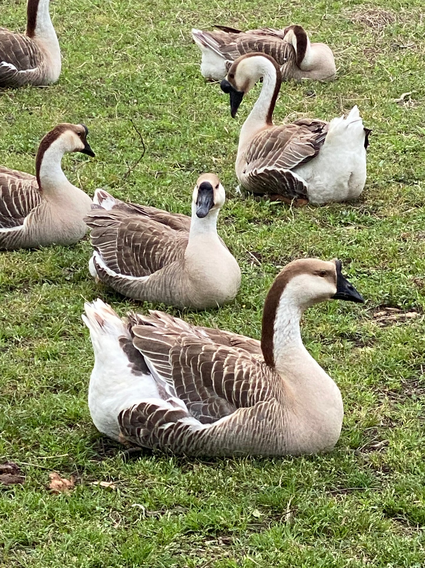 African Goose Hatching Eggs NPIP AI Breeder Quality