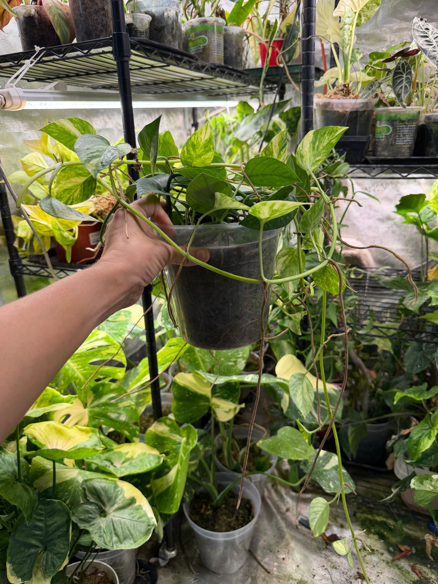 Epipremnum pinnatum Albo Variegata ‘Cebu Blue’