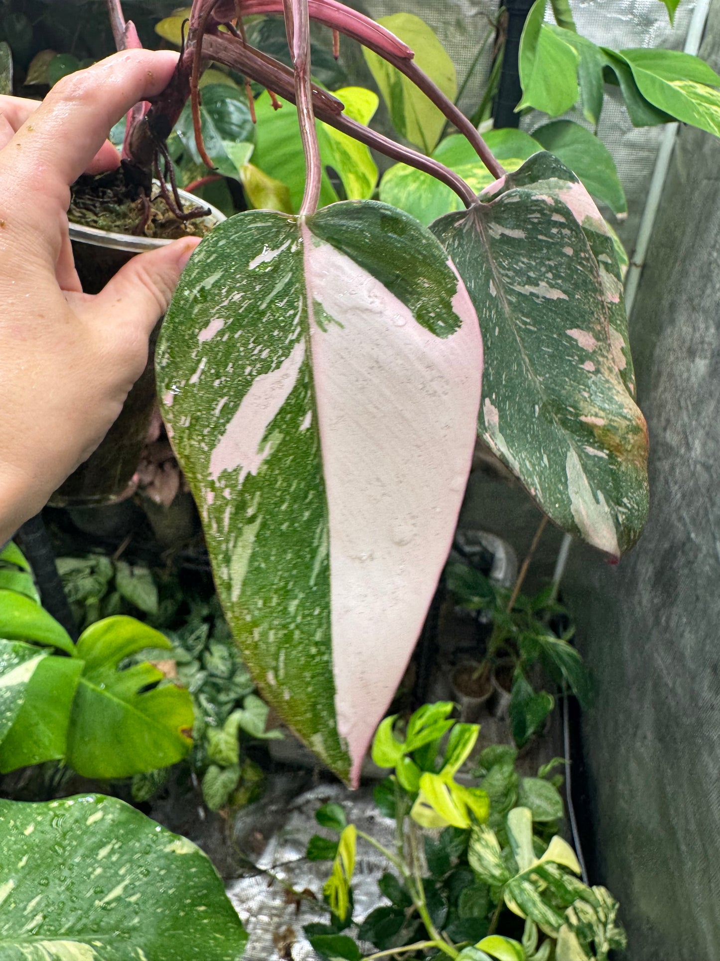 Pink Princess Philodendron MARBLED *EXACT PLANT*