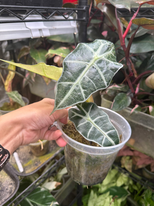 Variegated Pink Mint Amazonica Alocasia *EXACT PLANT* corming size