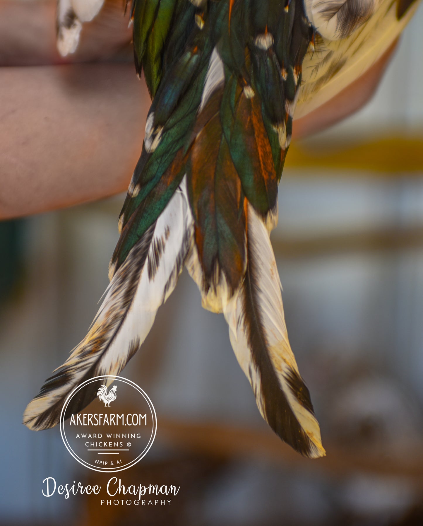 Silver Deathlayer Hatching Eggs