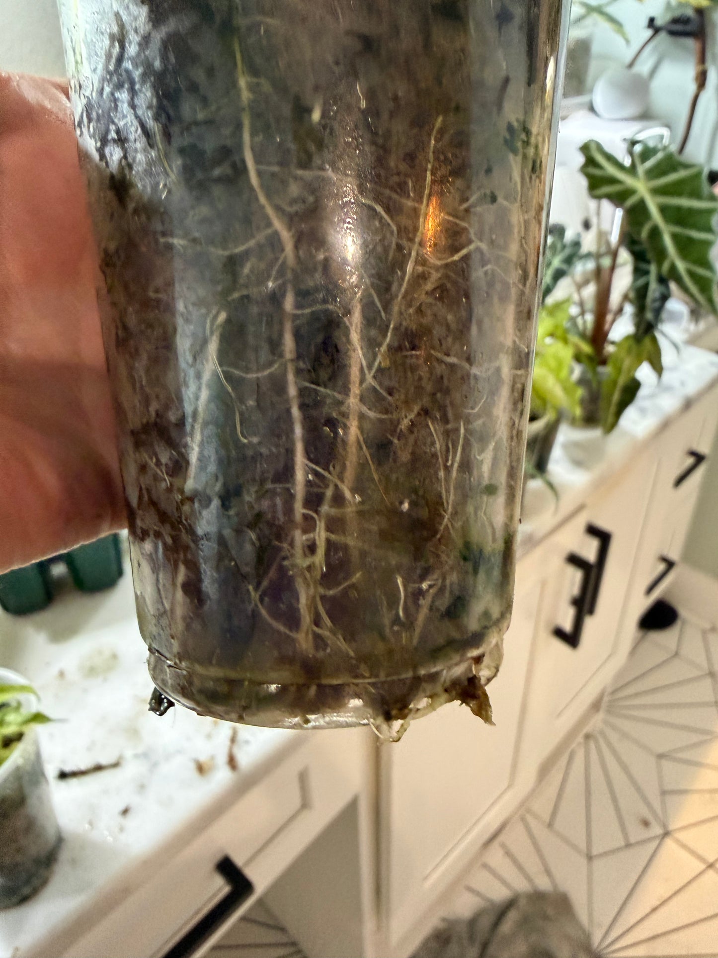 *EXACT PLANT* Amazonica “Polly” Aurea Variegated Alocasia Corming size