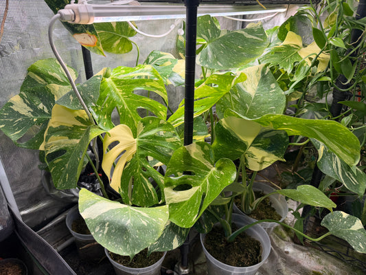 *Grower’s Choice* Monstera deliciosa "Thai Constellation”