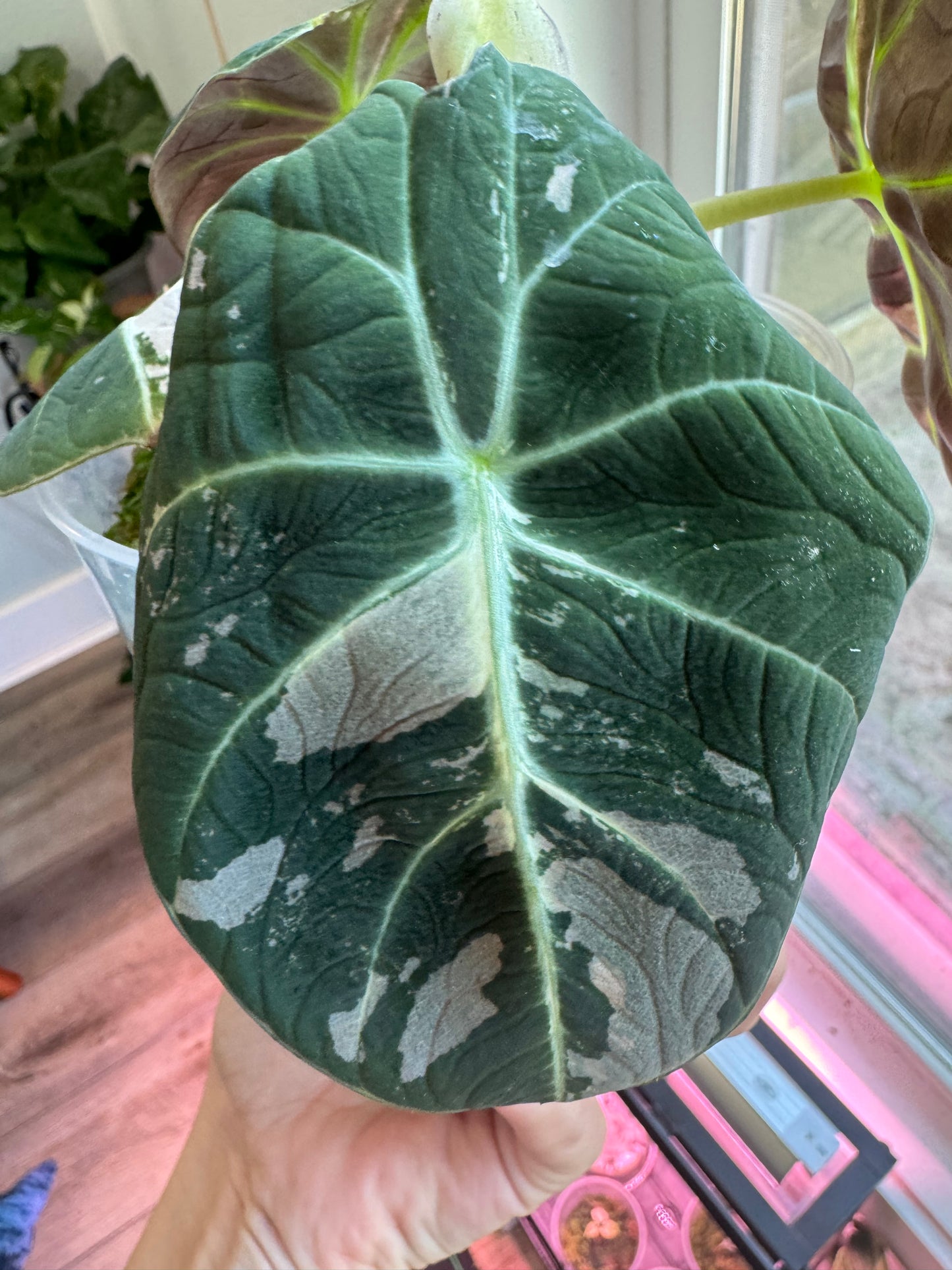 Variegated Pink Black Velvet Alocasia