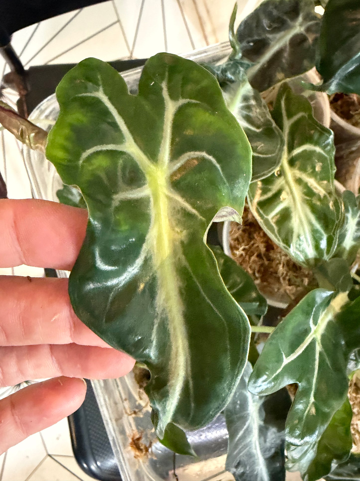 Alocasia Venom