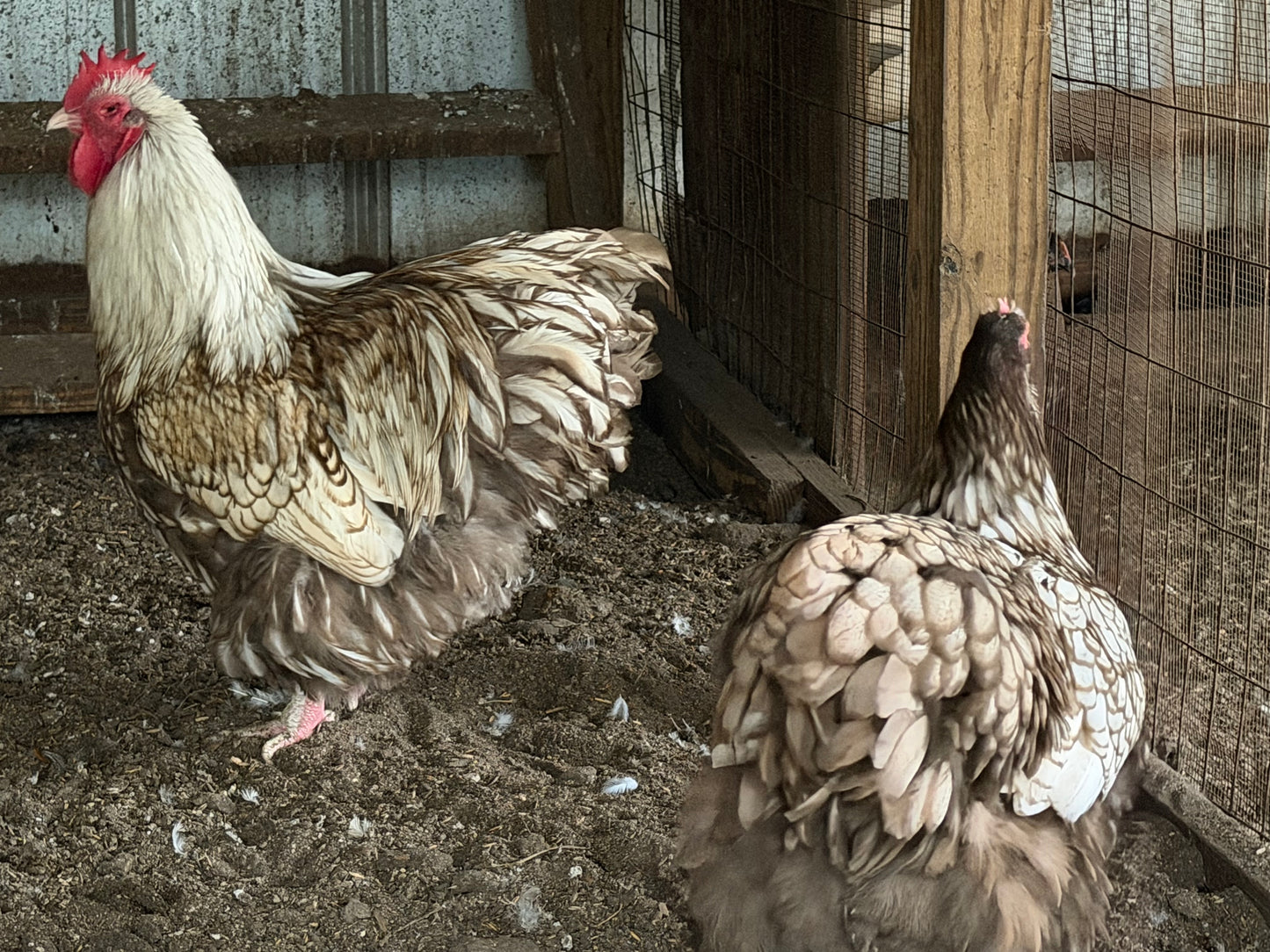 Chocolate laced English Orpington Hatching Eggs NPIP AI clean