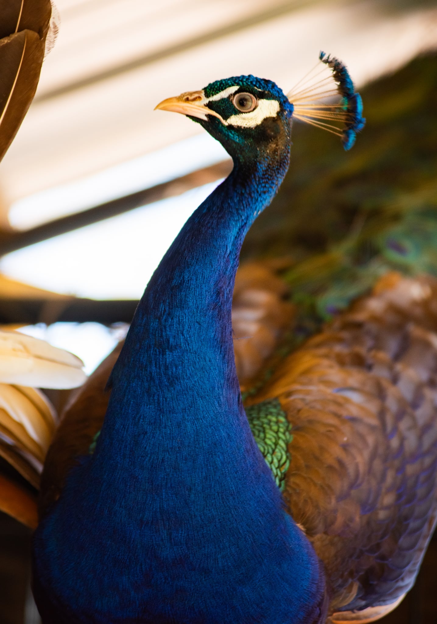 PURPLE Peafowl Hatching Eggs