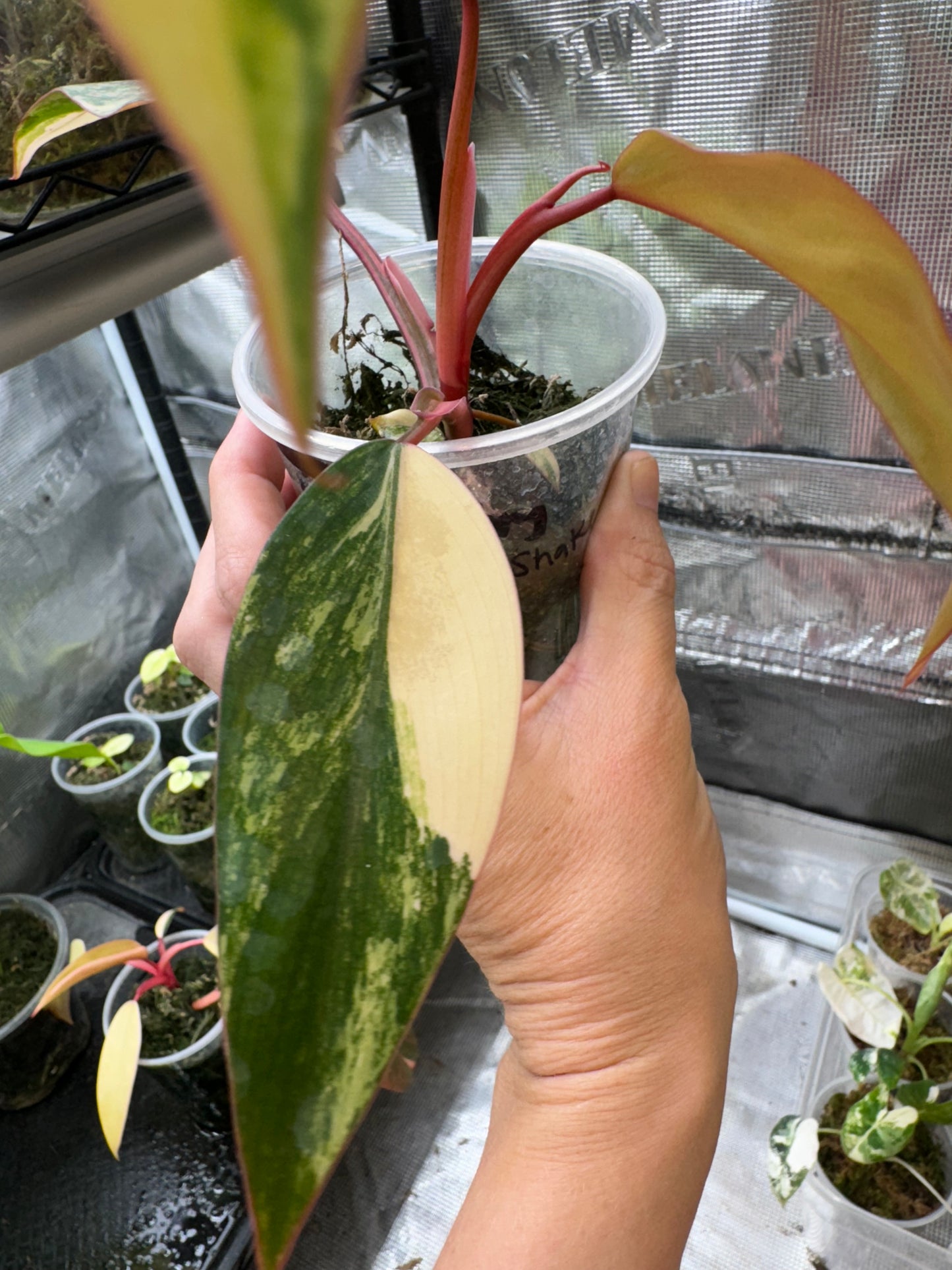 Highly Variegated Strawberry Shake Philodendron lightly rooted in moss, from a mature mother plant