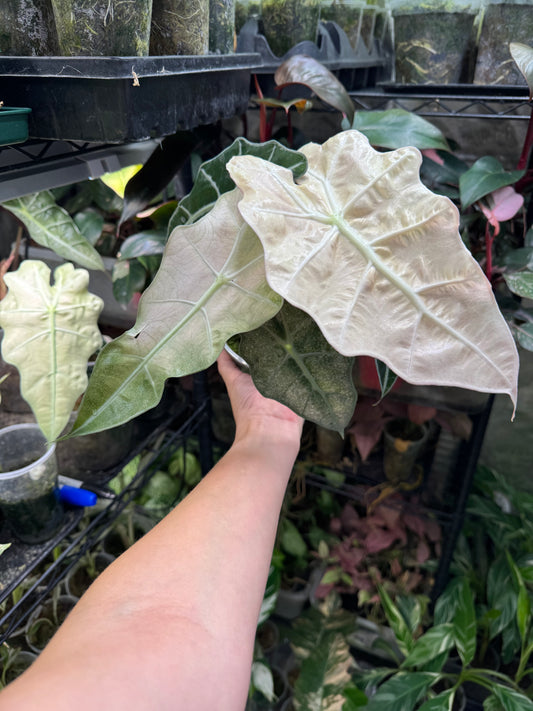 Variegated Pink Mint Amazonica “Polly” Alocasia *EXACT PLANT* corming size